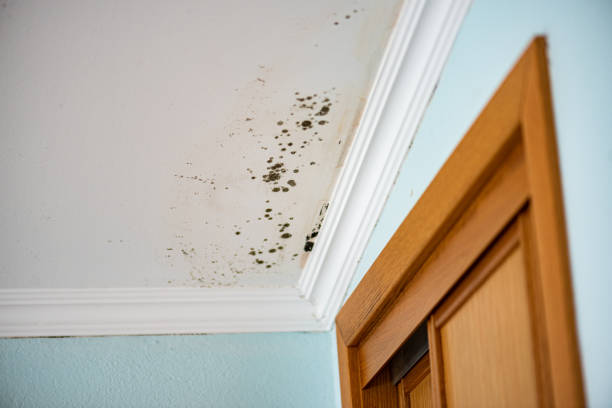 Best Emergency Mold Removal  in Martins Additions, MD