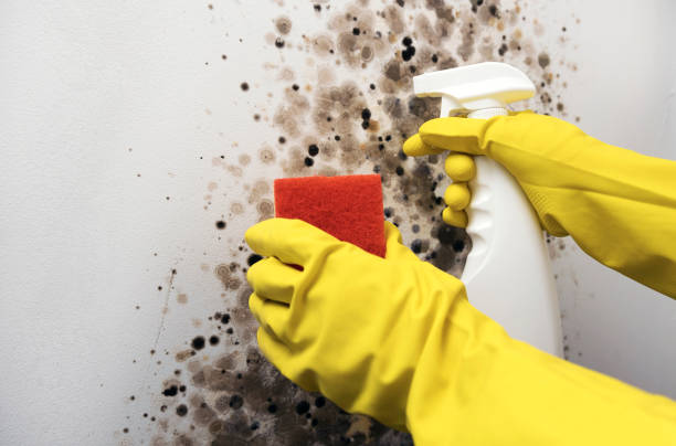 Best Black Mold Removal  in Martins Additions, MD