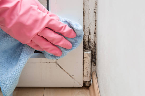 Best Certified Mold Removal  in Martins Additions, MD